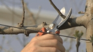 Afbeeldingen van BAHCO Ergonomische snoeischaar PX
