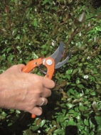 Afbeeldingen van BAHCO Snoeischaar Traditionele Reeks P121